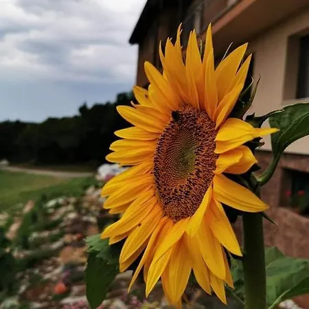 пиргуля * Miladinowzi